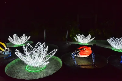 DSC_7001 (Large).JPG